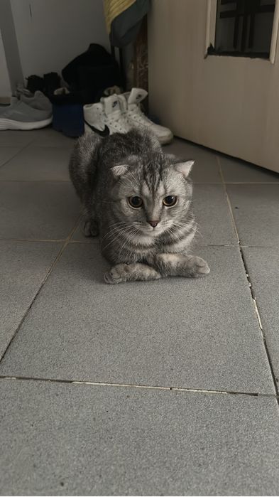 Отдам в добрые руки шотландца
