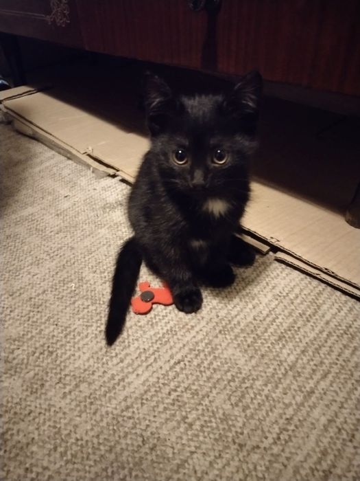 Отдам котенка в добрые руки