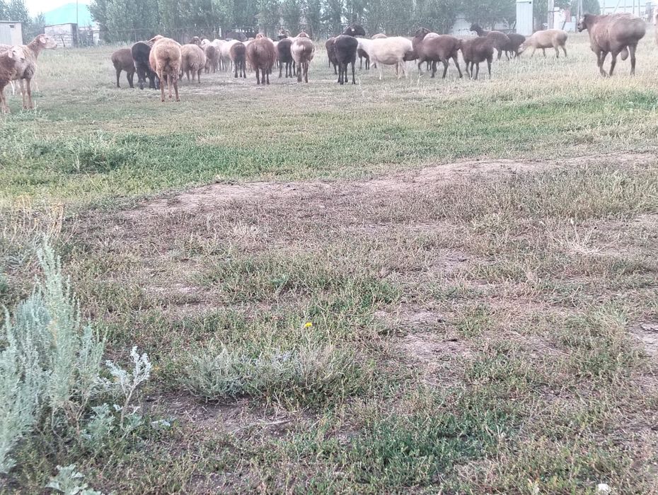 Семіз қойлар сатылады