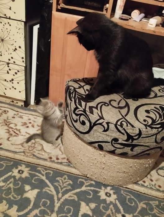 Отдам месячного котенка.