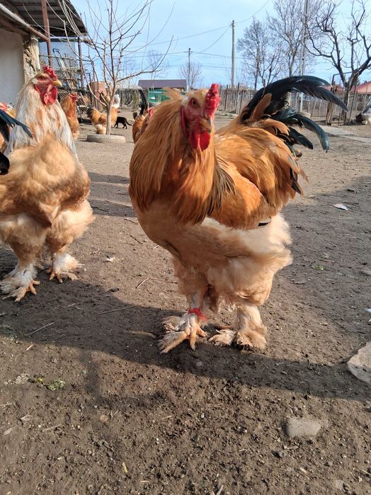 Cocoși brahma de vanzare