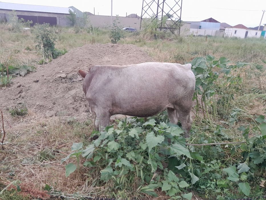 Бычки годовалый.