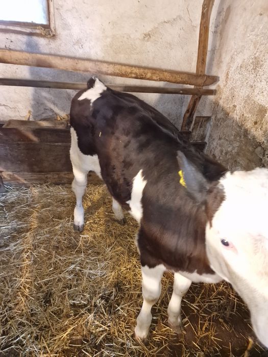 Vițea de lapte 2,5 luni