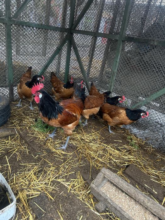 Форверкт оплодени яйца