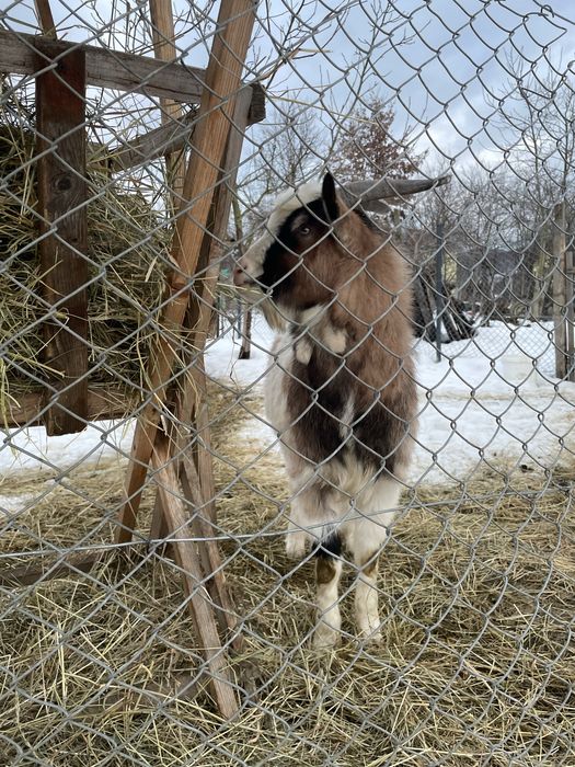 Vand tap tanar frumos / schimb cu pasari de curte