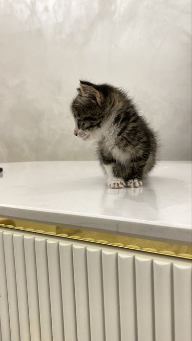 Отдам кошечку хорошим рукам. Ему примерно 4 недели.