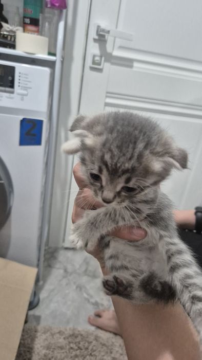 Отдам даром котят