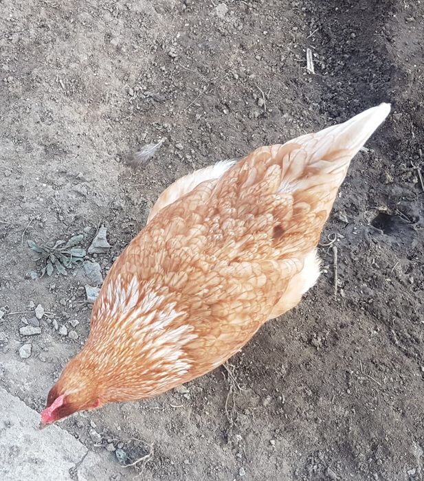 Продам домашних кур молодок