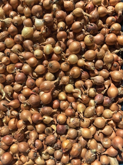 Холандски жълт арпаджкик