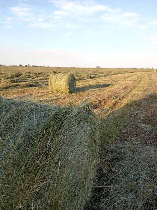 Продам рулоны. Луговое