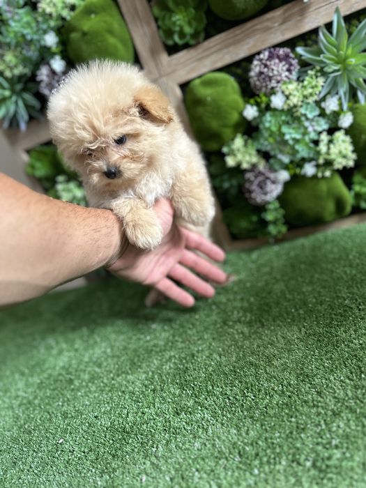 Pamapoo-Памапу.