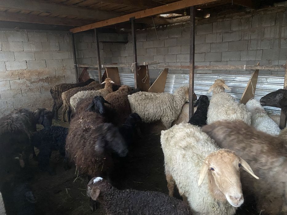 Продается бараны с ягненком
