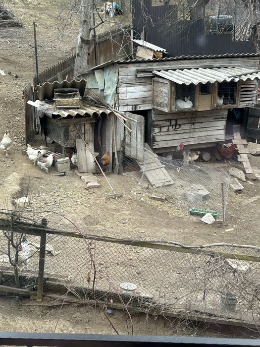 Oua Gaina De Vanzare