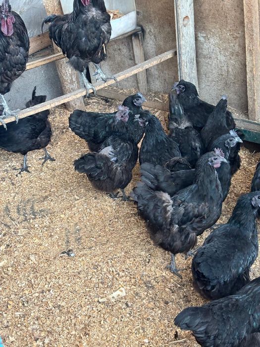 Продам кур породы ухейилюй