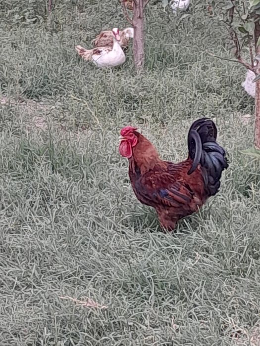 Продаются куры домашние.