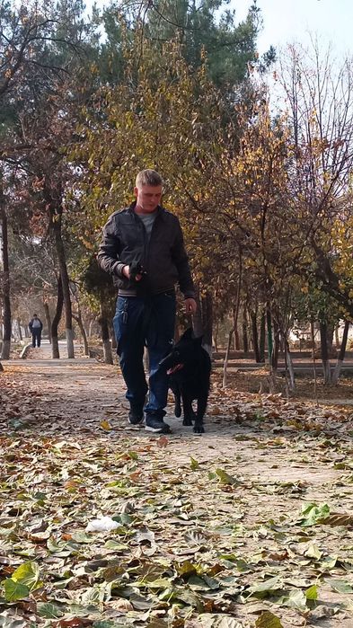 Продам немецкую овчарку длинношерстную