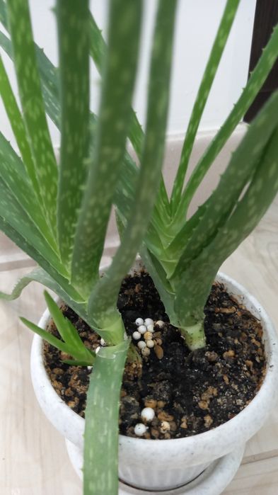 Алоэ продаётся молодые