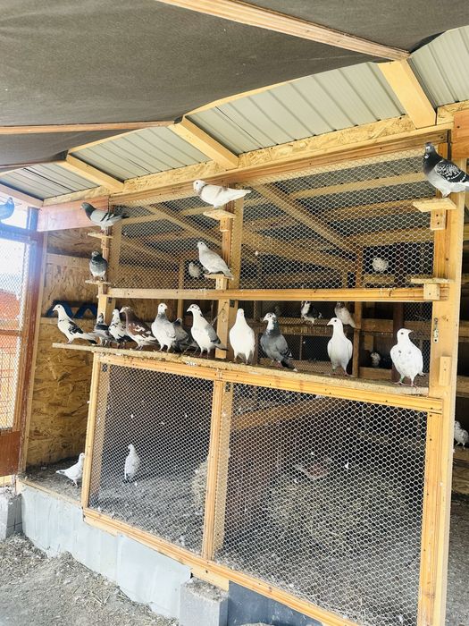 Vand Porumbei Voiajori