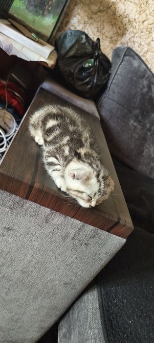Продаются котята