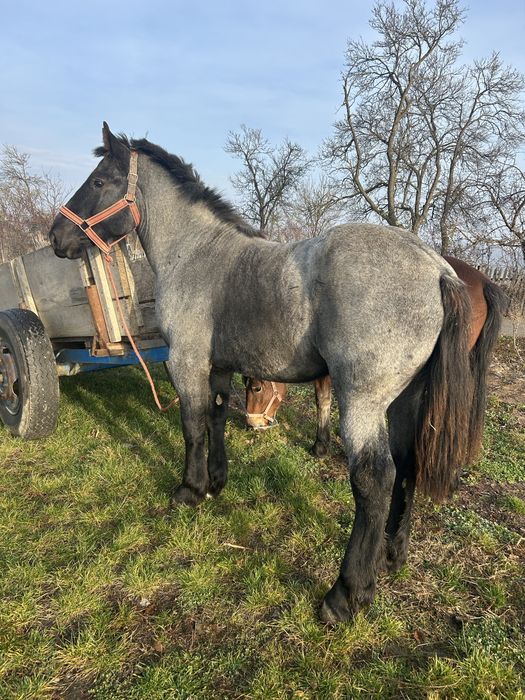 Vand manz foarte cuminte