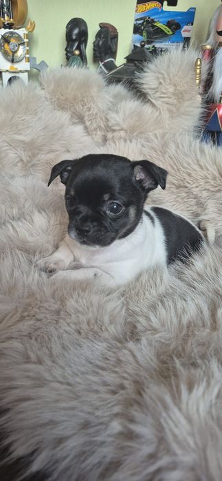 Chihuahua fetita cu acte