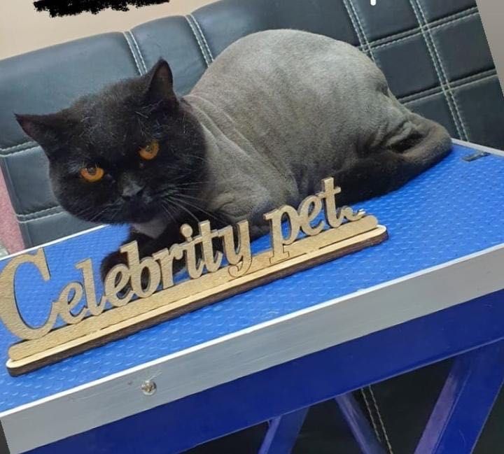 Стрижка, суперлинька  кошек