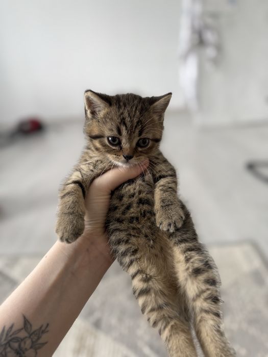 Продам котят скотиш фолд