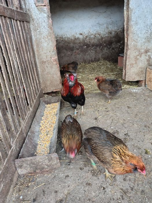 Vând ouă de araucana