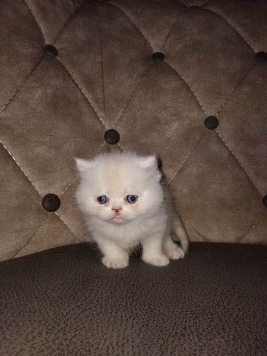 Продаются котята