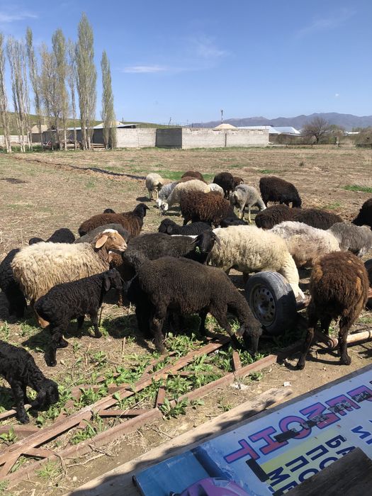 Қозылы қой сатылады