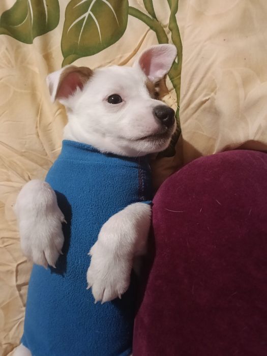 Джак Ръсел Бебчета 52 дни