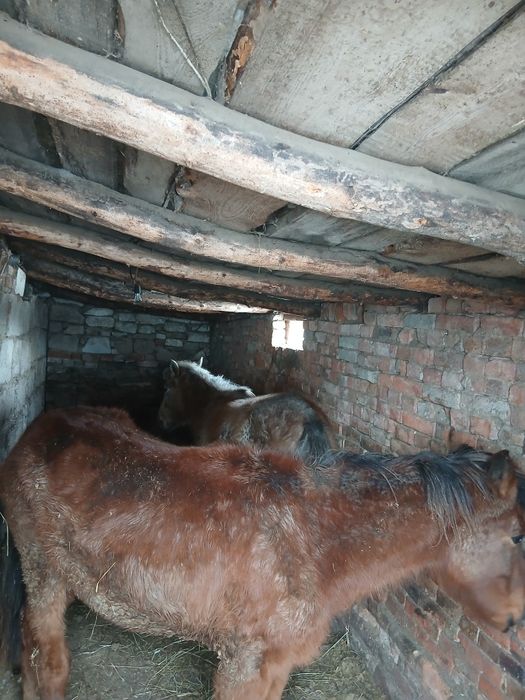 Айғыр,бие,жылқылар сатылады Жеребец