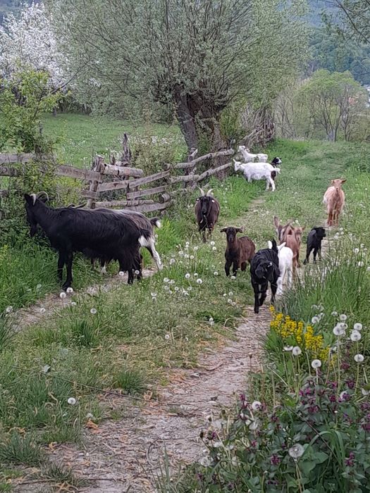 Capre tinere cu iezi!