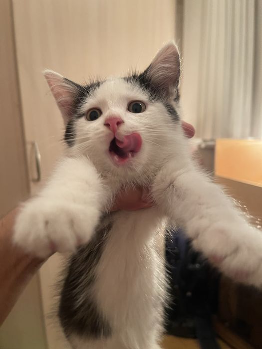 Отдам котят в добрые и заботливые руки