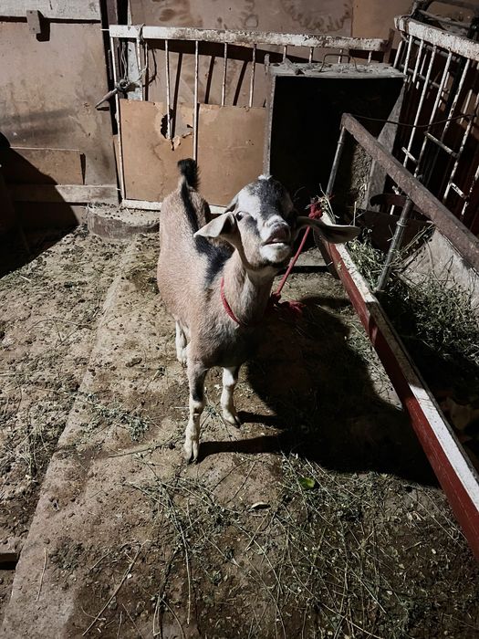 Нубин така сотилади