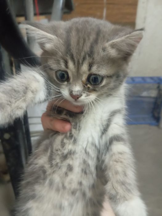 Отдам котят. 2 месяца.