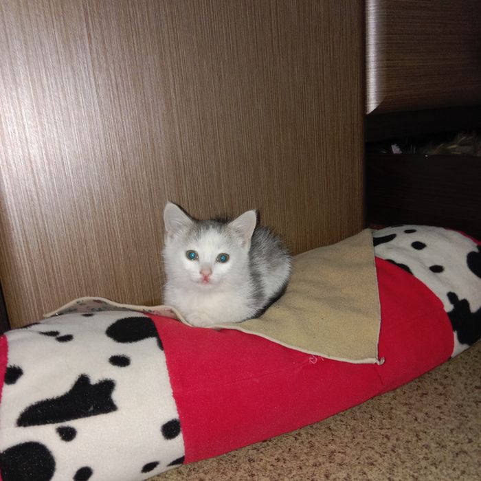 Котенок  бесплатный