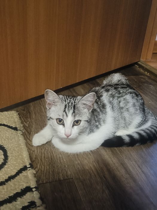 Отдам котенка в добрые руки