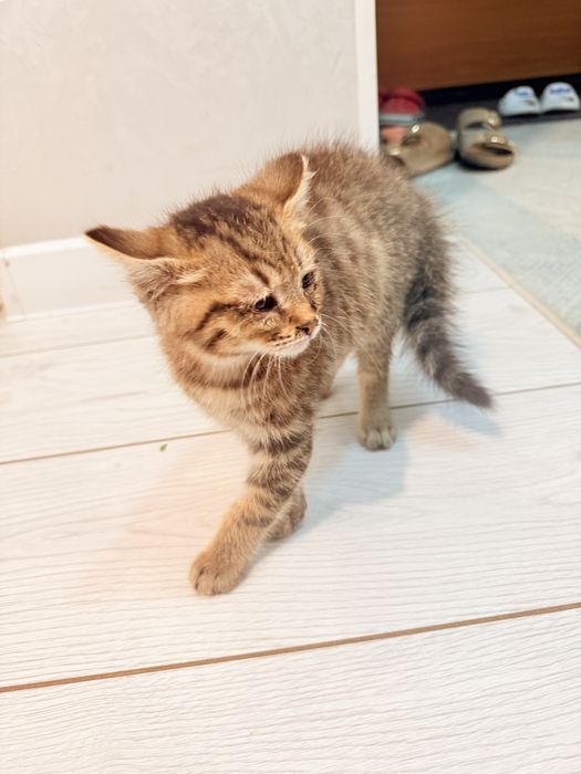 Отдам даром котенка