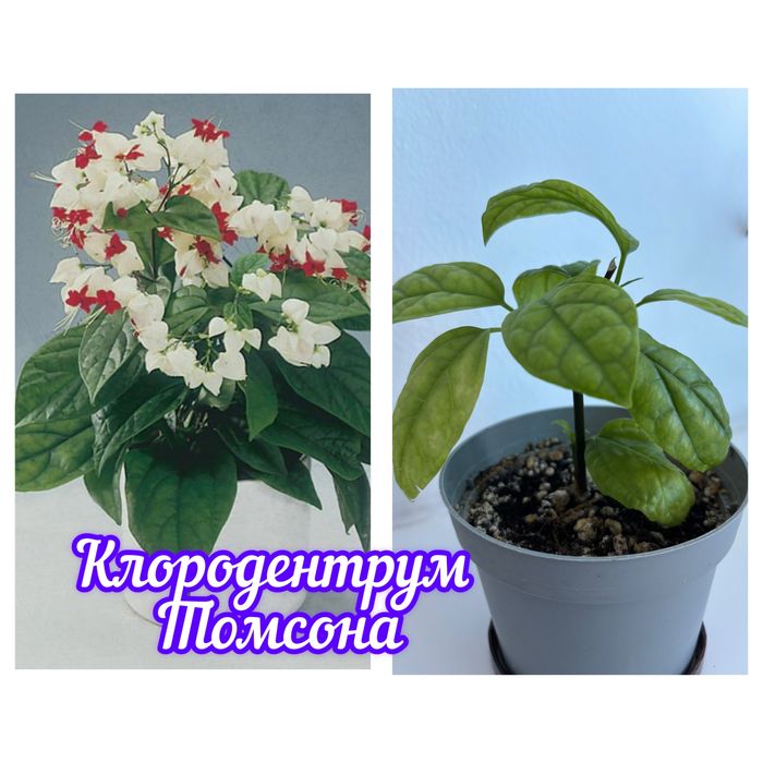 Продам комнатные цветы