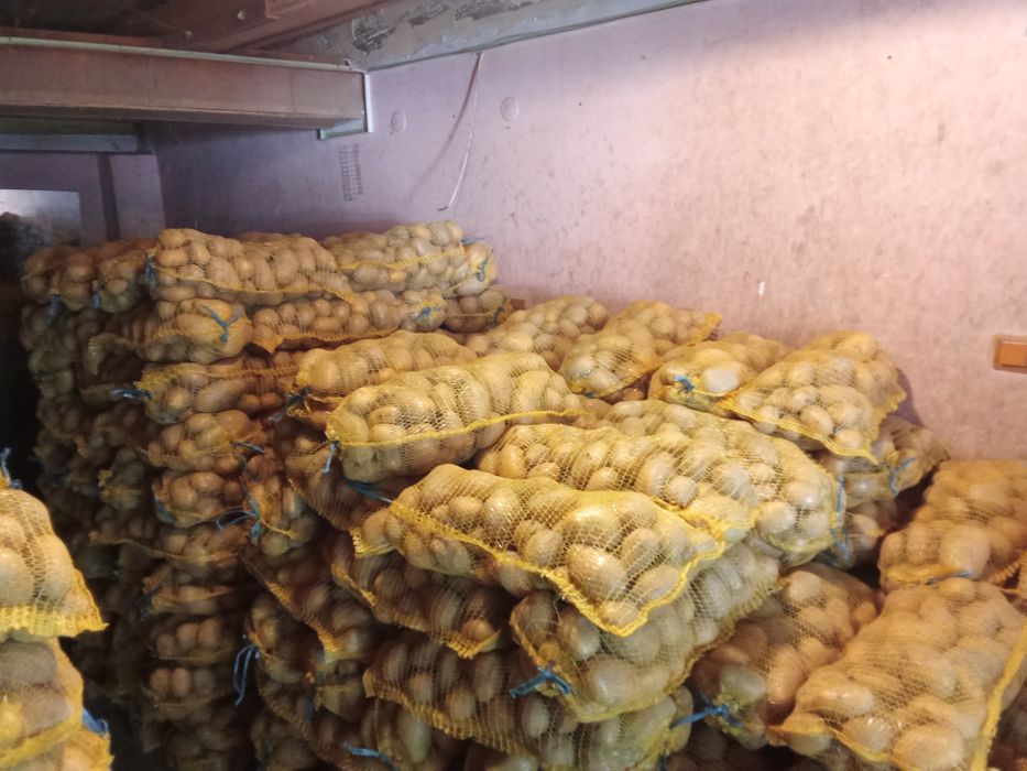 Картофи Сорая, Марабел, Вог