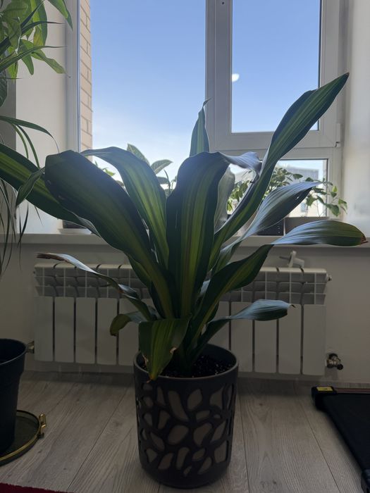 Продам Домашние цветы