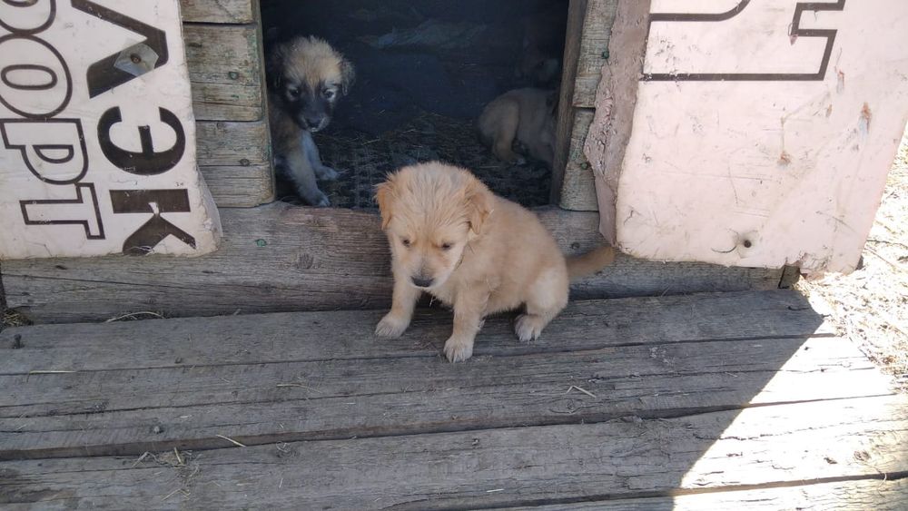 Отдам щенков в хорошие руки