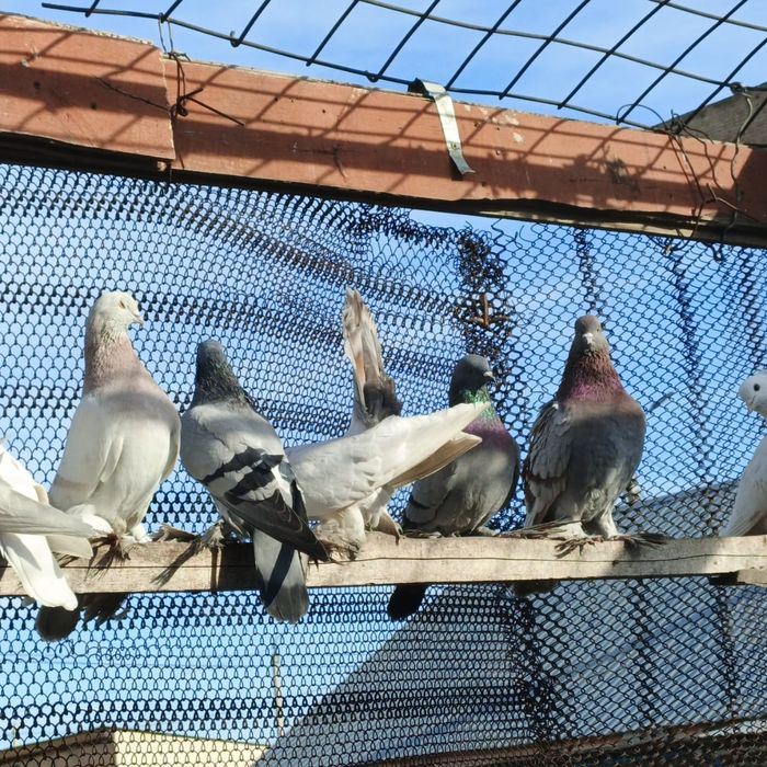 Продам голубей голубок разных
