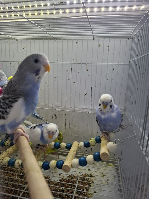 Волнистые попугаи