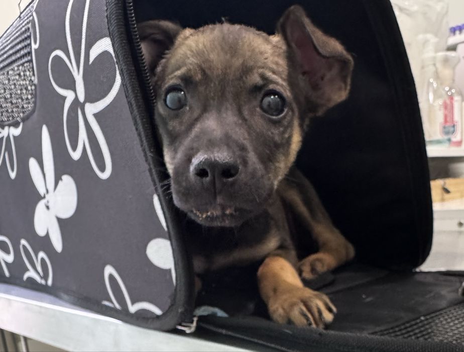 Женски кученца Рея и Рая търсят дом