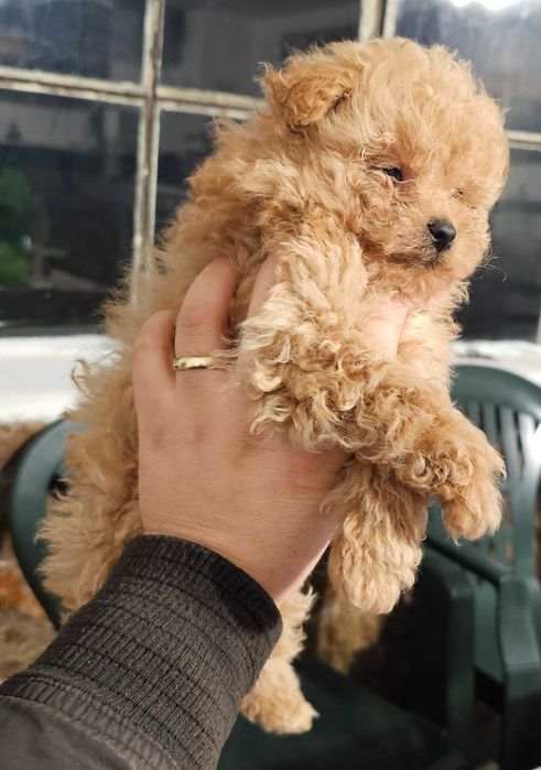 Pomapoo Померан/Пудел