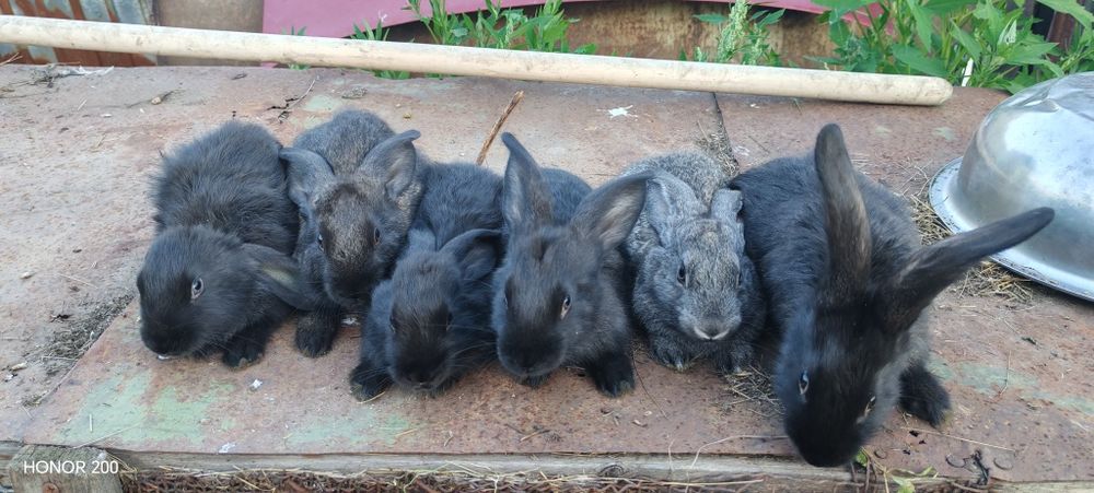 Продам кроликов чистопородные