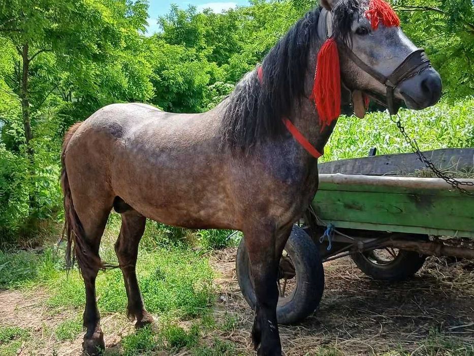 Cal de vânzare Cristesti Botoșani