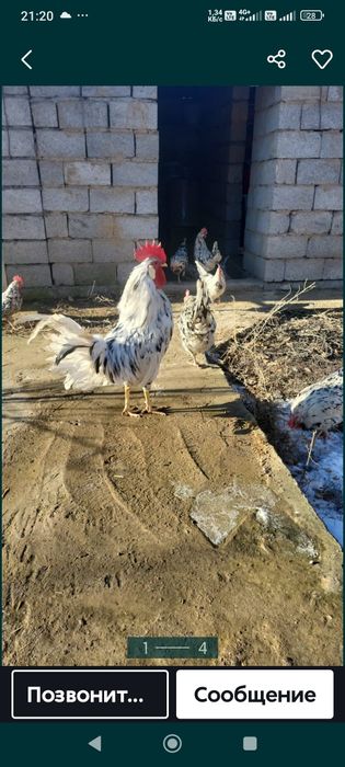 Леггорн далматинец